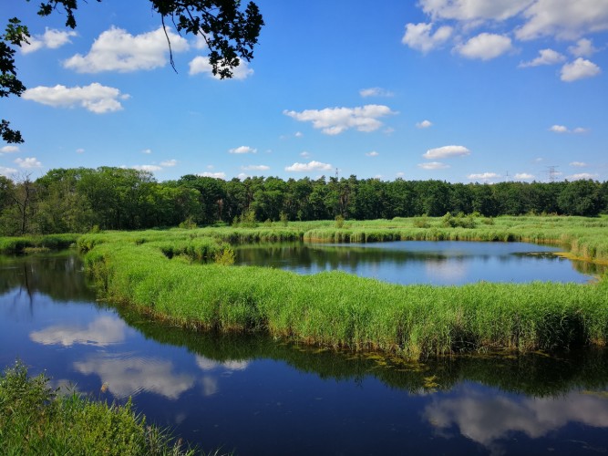 Een schilderachtig uitzicht op een rustig water met groene rietplanten eromheen, onder een heldere blauwe lucht met enkele wolken. De reflecties van de lucht en het gras zijn zichtbaar in het water, omringd door bomen aan de horizon.