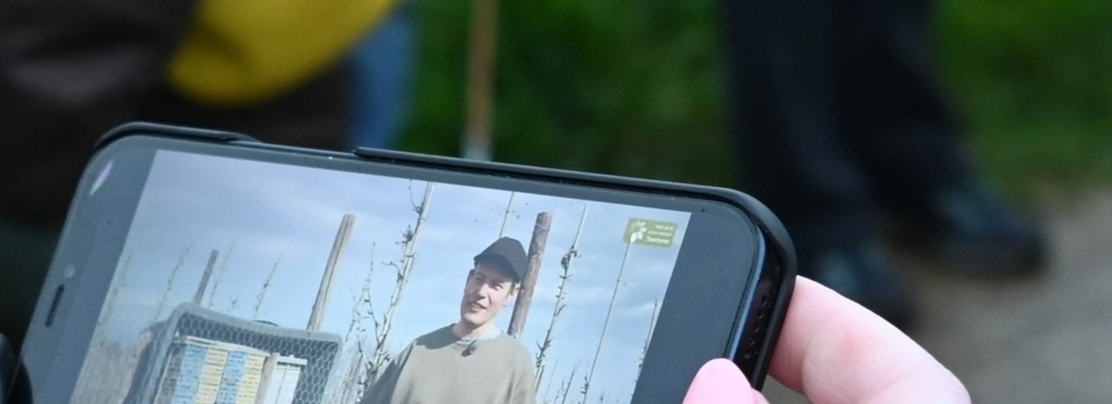 Een hand houdt een smartphone met een video over een fruitbedrijf in de natuur.